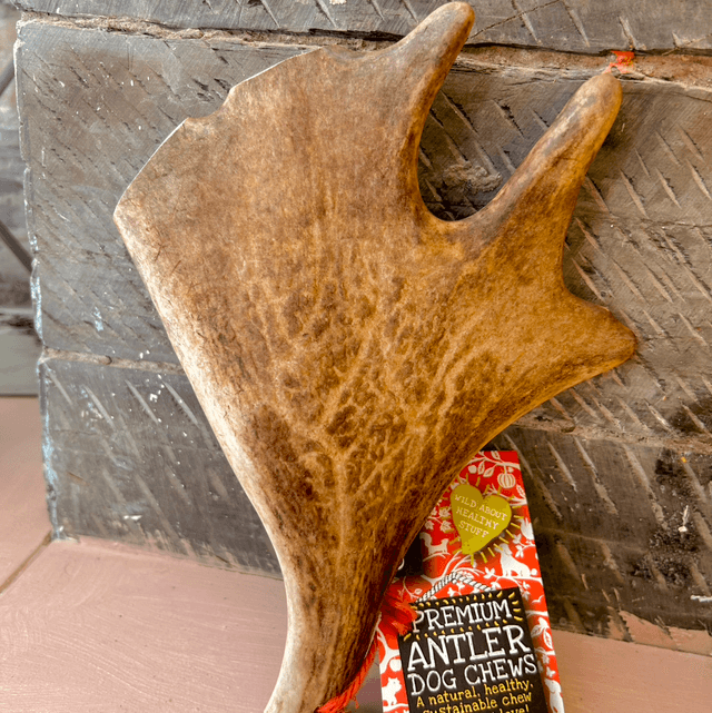 Green & Wild's Fallow Antler Chew - Large 151 - 220g